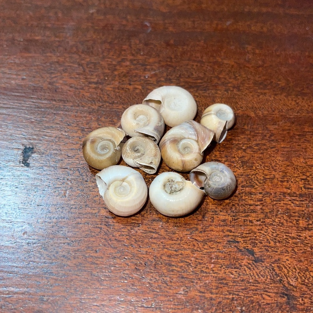 Seashells - Picture 4 of 5
